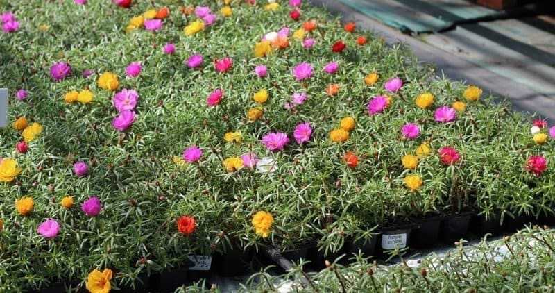 Цветы портулак: выращивание из семян в 2021 году, когда сажать на рассаду в домашних условиях