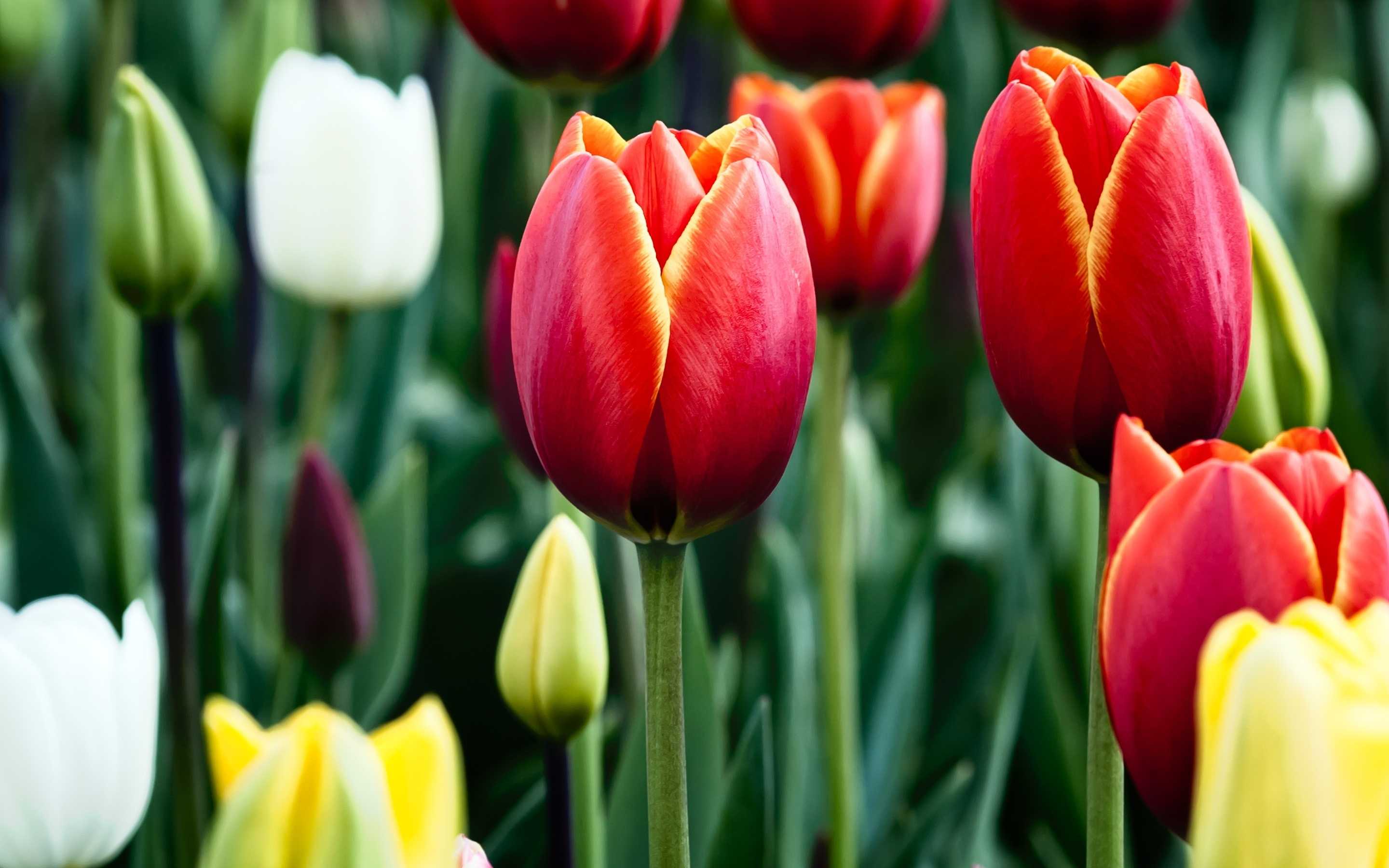 Тюльпан (80 фото): описание и строение цветов. как они выглядят и растут? как вырастить красивые желтые тюльпаны дома на подоконнике? посадка и уход
