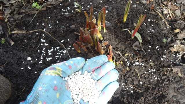 Когда сажать тюльпаны осенью в сибири: сорта и правила