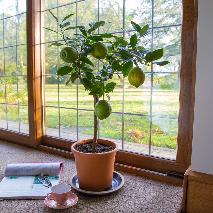 Как ухаживать за лимоном в домашних условиях в горшке - способы посадки, обработки, подкормки и оптимальные условия для содержания (120 фото)