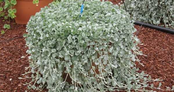 Цветок дихондра серебристый водопад или серебрянные нити