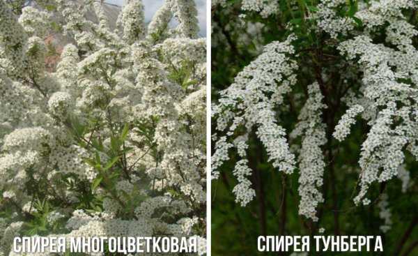 Барбарис тунберга «дартс ред леди»: описание, посадка, уход и размножение