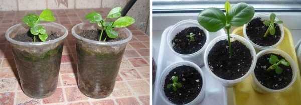 Проращивание косточки лимона в домашних условиях: как вырастить росток лимона