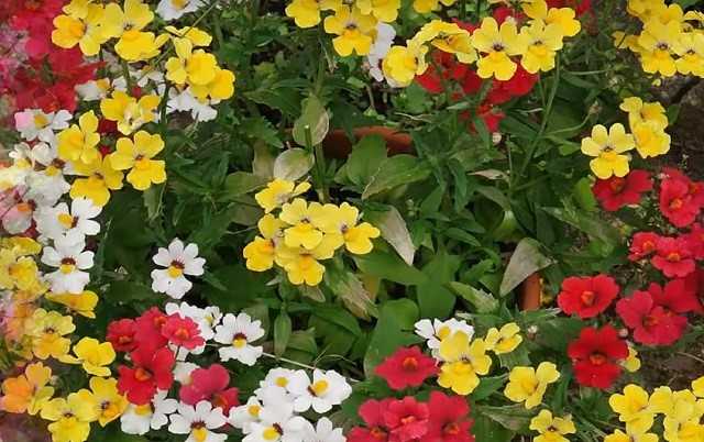 Многолетний цветок немезия - посадка из семян, выращивание рассады и уход на клумбе и дома