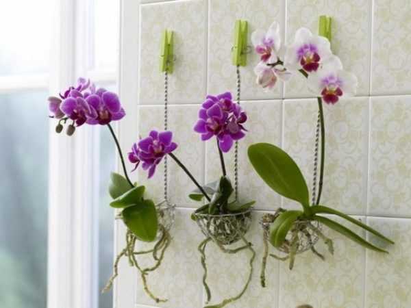 Уход за орхидеей мини фаленопсис в домашних условиях