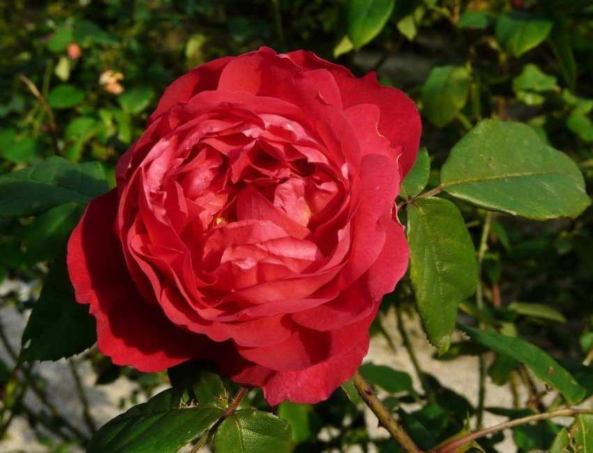 Сорта роз: описание и советы по выбору