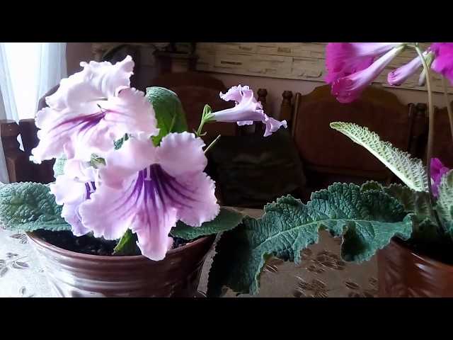 Особенности выращивания цветка стрептокарпуса в домашних условиях семенами