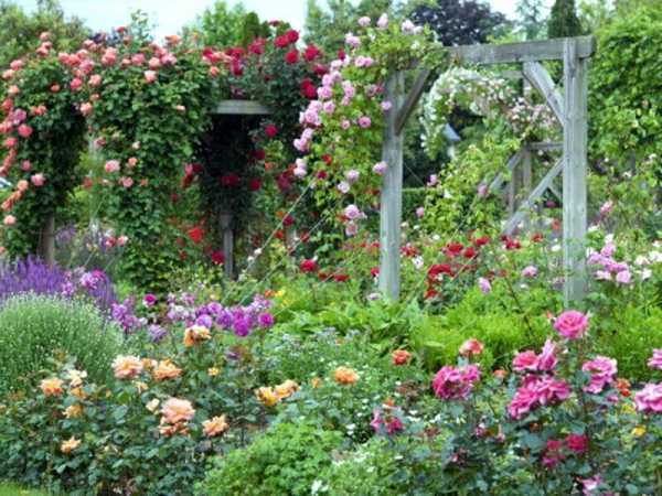 Кустовые розы: уход и выращивание, размножение и обрезка роз, фото кустовых роз