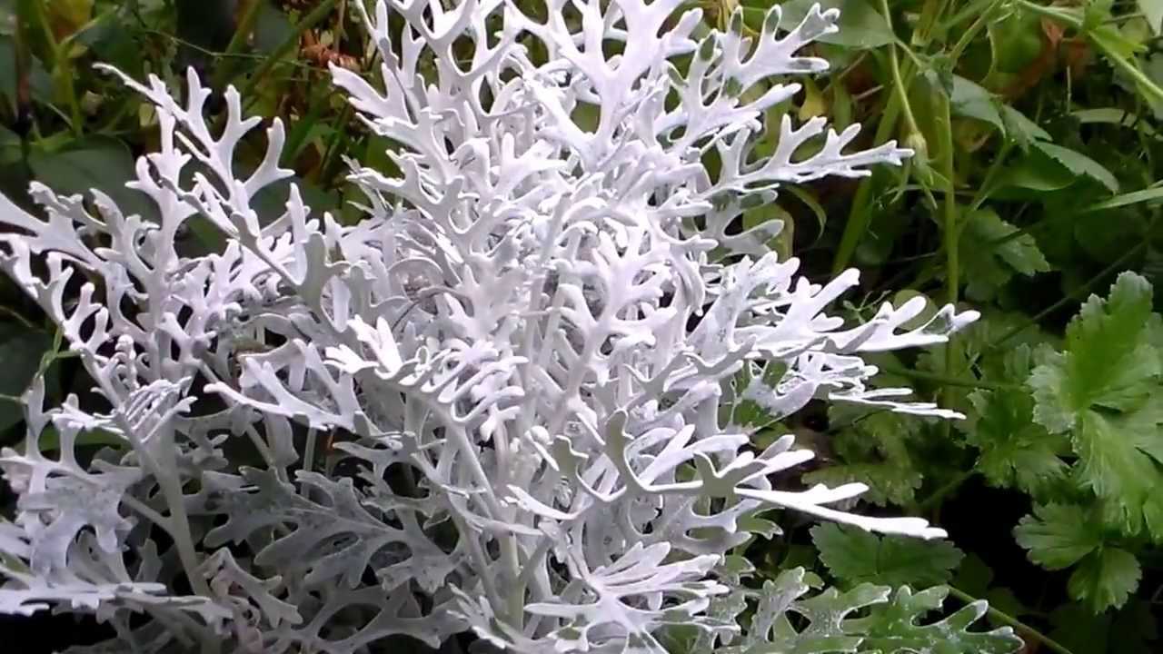 Цветок цинерария - особенности выращивания в домашних условиях