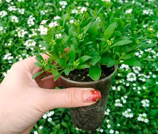Алиссум (бурачок): выращивание из семян, посадка в открытый грунт и дальнейший уход