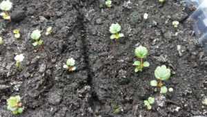 Выращивание гортензий из семян в домашних условиях: как посадить на рассаду