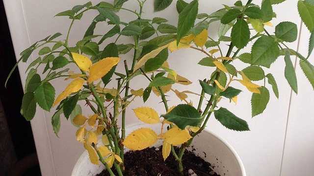 Почему желтеют листья у хойи: болезни и вредители суккулента