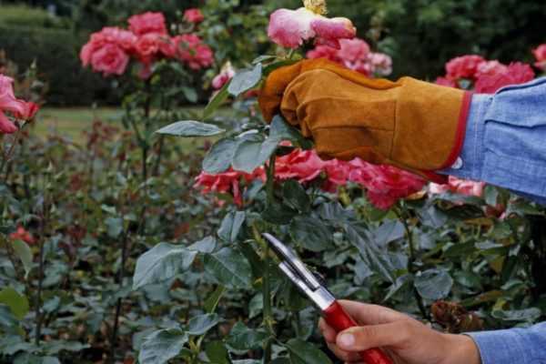 Как укрыть плетистую розу на зиму: подготовка к зимовке, обрезка вьющихся кустов, внесение удобрений