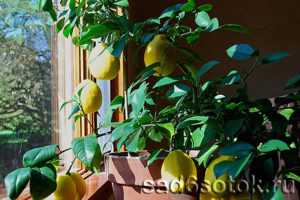 Узбекский лимон — отличия и особенности выращивания