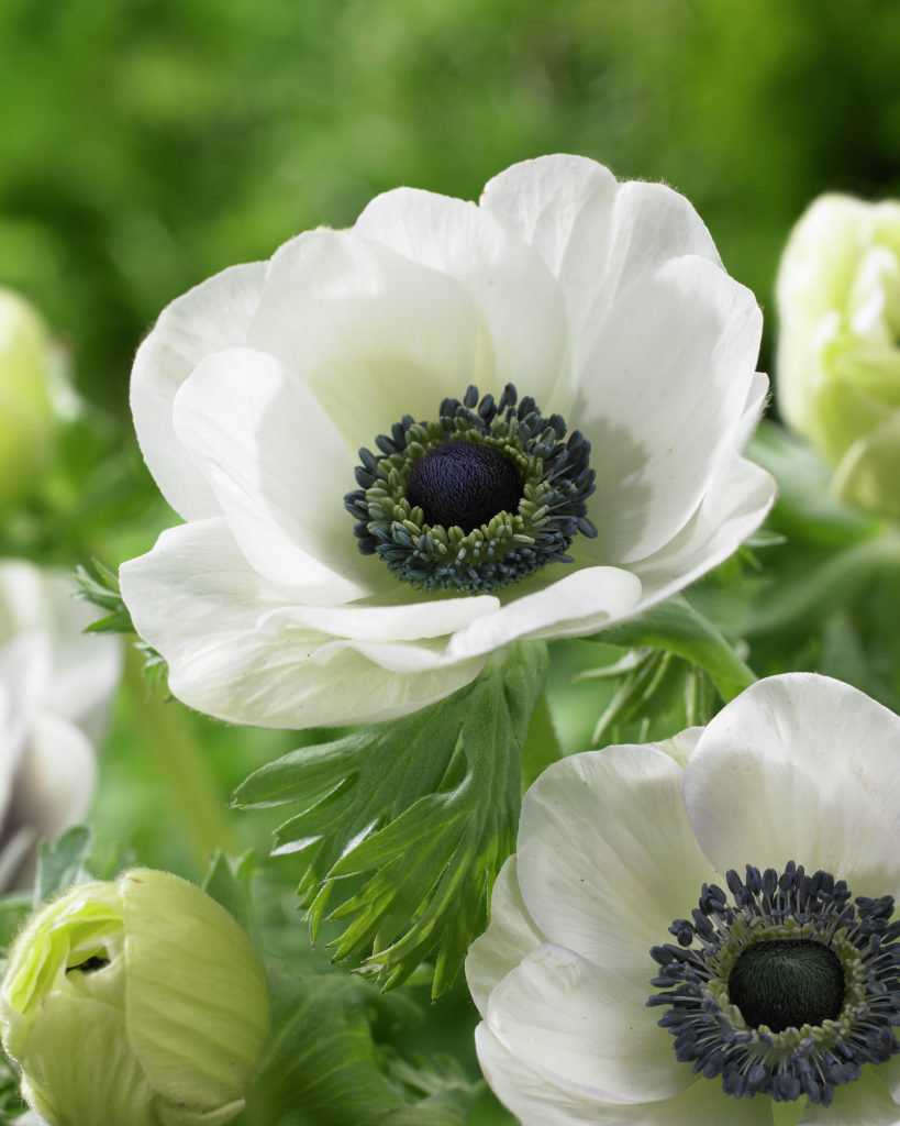 Анемона - 75 фото роскошного украшения утонченным цветком