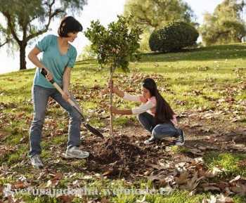 Как правильно посадить саженец дуба осенью. условия успешного выращивания дуба. личный взгляд на могучий дуб и уход за священным деревом