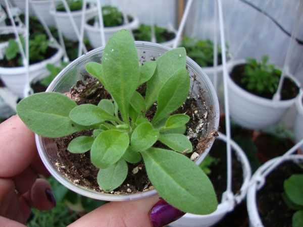 Как вырастить петунию из семян в домашних условиях на рассаду