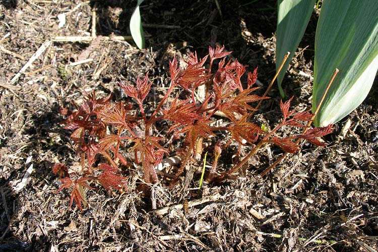 Цветок астильба: выращивание в открытом грунте