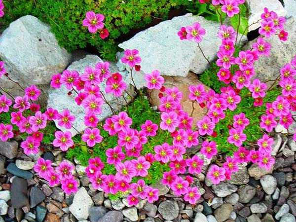 Популярные разновидности цветка камнеломка — описание