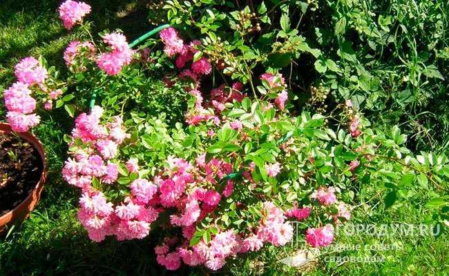 Роза супер дороти энциклопедия роз | мой сад и огород
