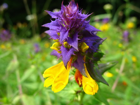 Цветок иван-да-марья: фото, когда цветет, лечебные свойства