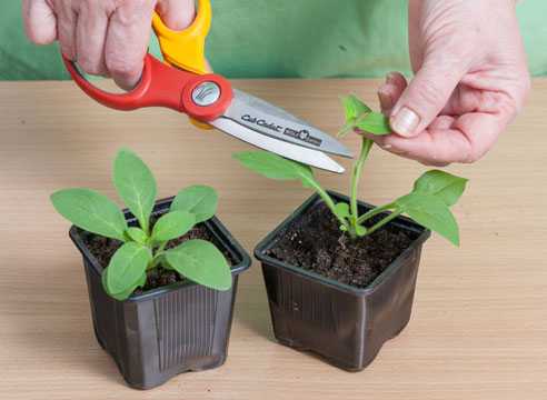 Рассада петунии в домашних условиях: как вырастить рассаду из семян, когда сеять