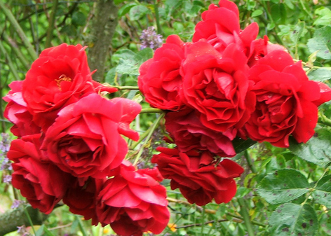 Роза «симпатия»: топ советов по выращиванию