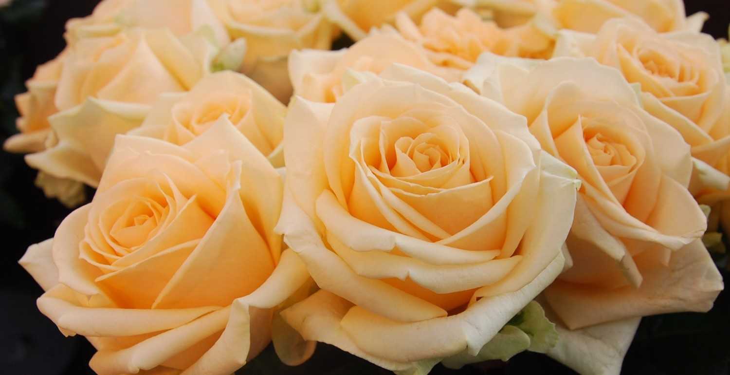 Роза фейри: сказочная красота без хлопот