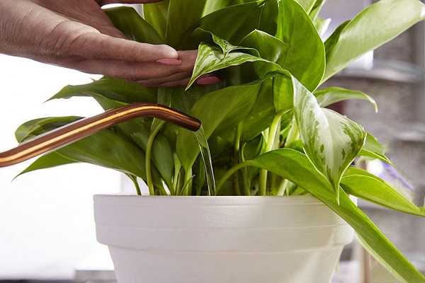 Как ухаживать за диффенбахией дома и вырастить шикарное растение