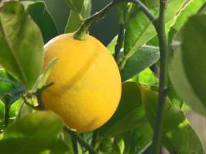Как правильно ухаживать за лимоном мейера - мое село