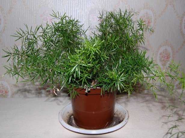 Кудрявая лиана на подоконнике – аспарагус серповидный. особенности выращивания и фото цветка