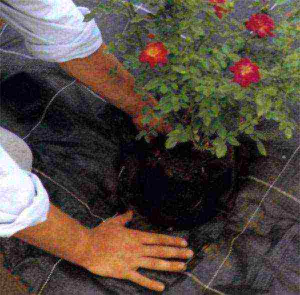 Голландские розы: посадка и уход, выращивание, размножение фото