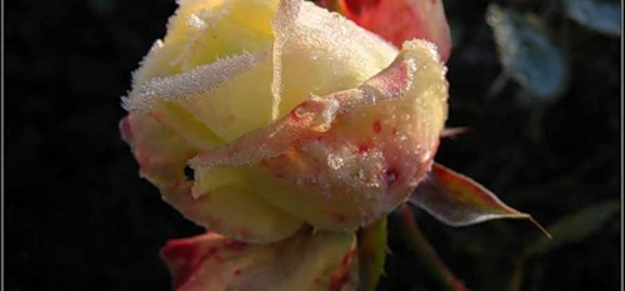 Обрезка роз и их укрытие на зиму: как подготовить цветы к зиме в подмосковье