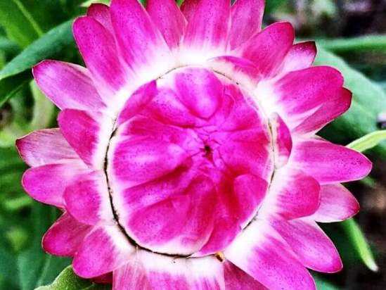 Гелихризум прицветниковый – бессмертная красота на вашем участке - садовое дело