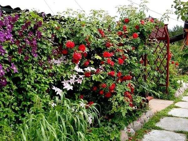 Многолетние вьющиеся цветы для сада (41 фото): названия плетущихся лиан для дачи. морозостойкие и быстрорастущие ползучие виды цветов