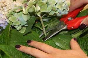 Способы размножения гортензий весной, летом и осенью - проект "цветочки" - для цветоводов начинающих и профессионалов