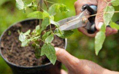 Клематис тангутский радар любви - выращивание из семян, посадка и уход