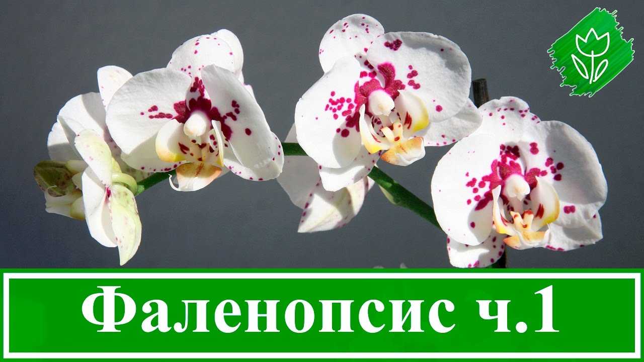 Как ухаживать за орхидеей в домашних условиях: инструкция для начинающих - sadovnikam.ru