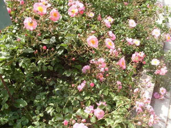 Парковые розы (77 фото): что это такое? виды и сорта, правила ухода и выращивания. как укрыть их на зиму? особенности обрезки растений