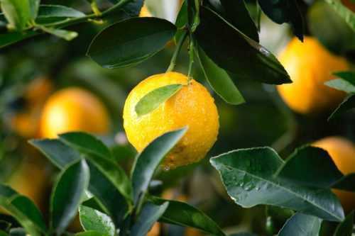 Лимон пандероза описание сорта и уход в домашних условиях как укоренить черенок