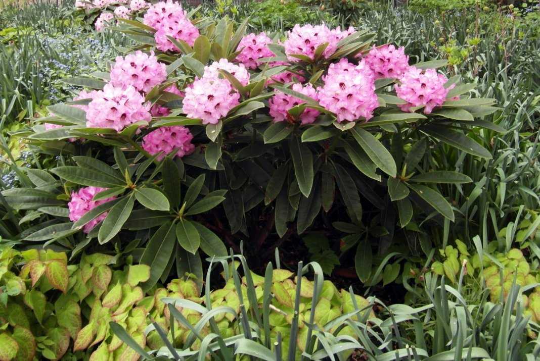 Рододендрон (rhododendron) — описание, выращивание, фото | на leplants.ru