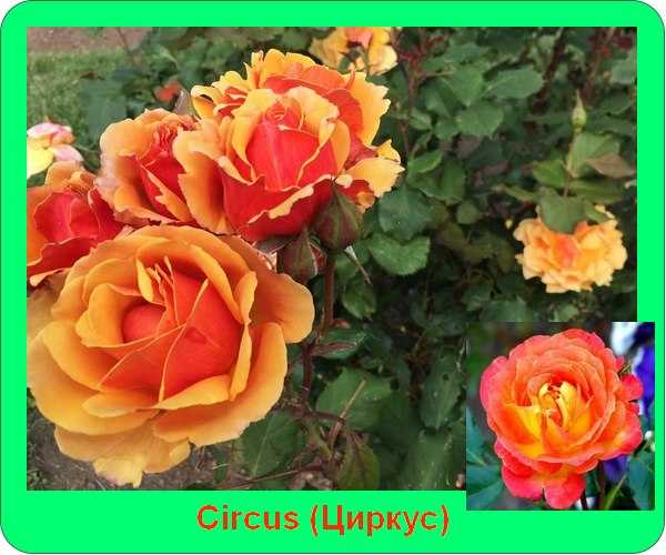 Роза циркус: описание и характеристики сорта, правила выращивания, размножение