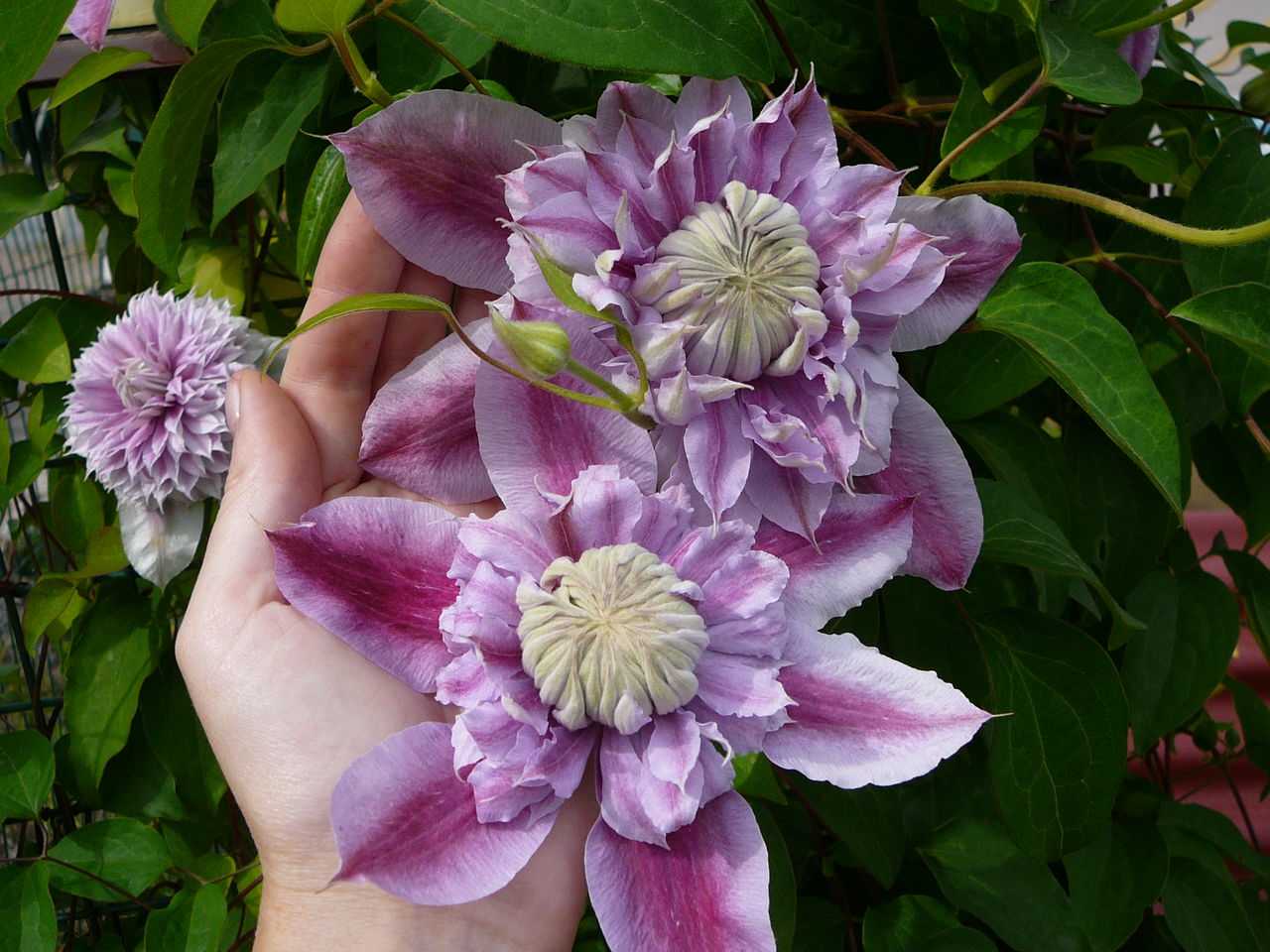 Бель оф вокинг – роскошный цветущий сорт клематиса