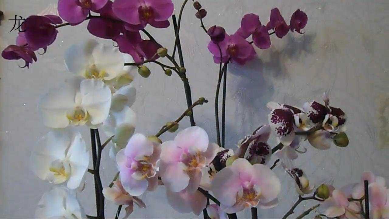 Орхидея каттлея. советы и рекомендации по уходу в домашних условиях. вредители, возможные проблемы. фото и видео
