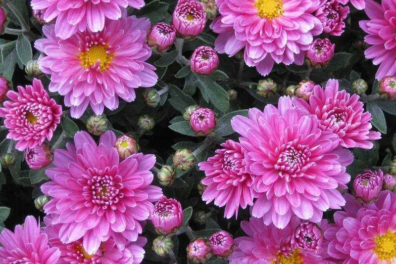 Лучшие сорта хризантем - фото цветов, цветущих в разные сроки