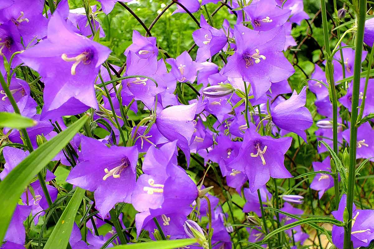 Цветок колокольчик (56 фото): персиколистный, широколистный, карпатский, выращивание из семян кампанулы садовой