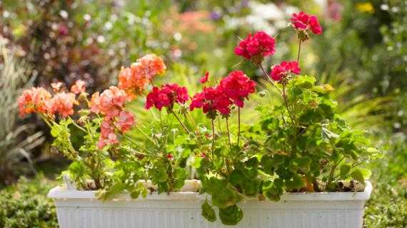 Размножение роз: как размножать розы черенками осенью в домашних условиях? как укоренить черенки? как правильно посадить?