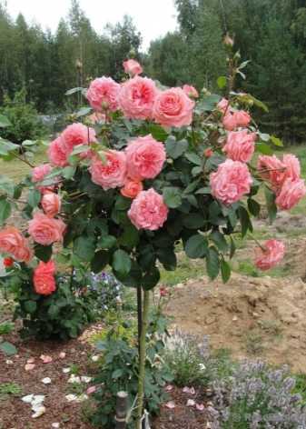 Роза мидсаммер (midsummer): фото, отзывы, описание, характеристики.