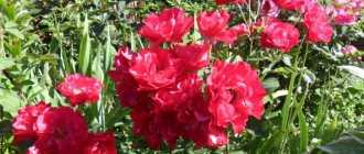 Особенности посадки, выращивание и уход за садовыми розами в саду