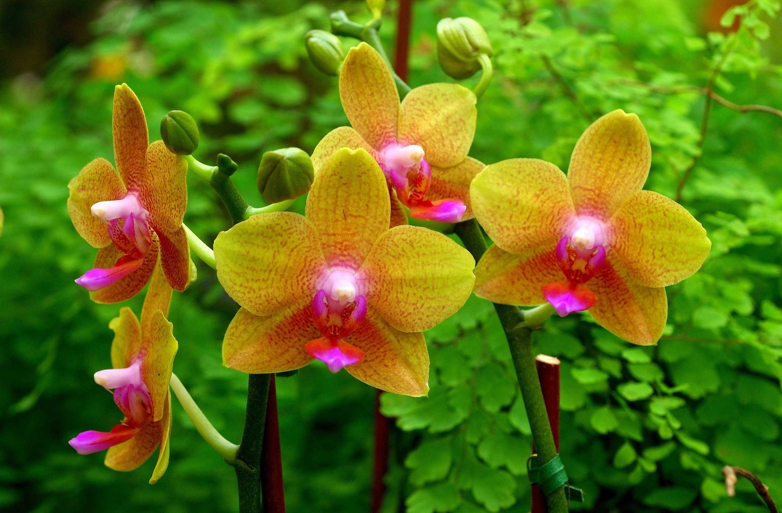 Все о листьях орхидеи — разбираемся по порядку
